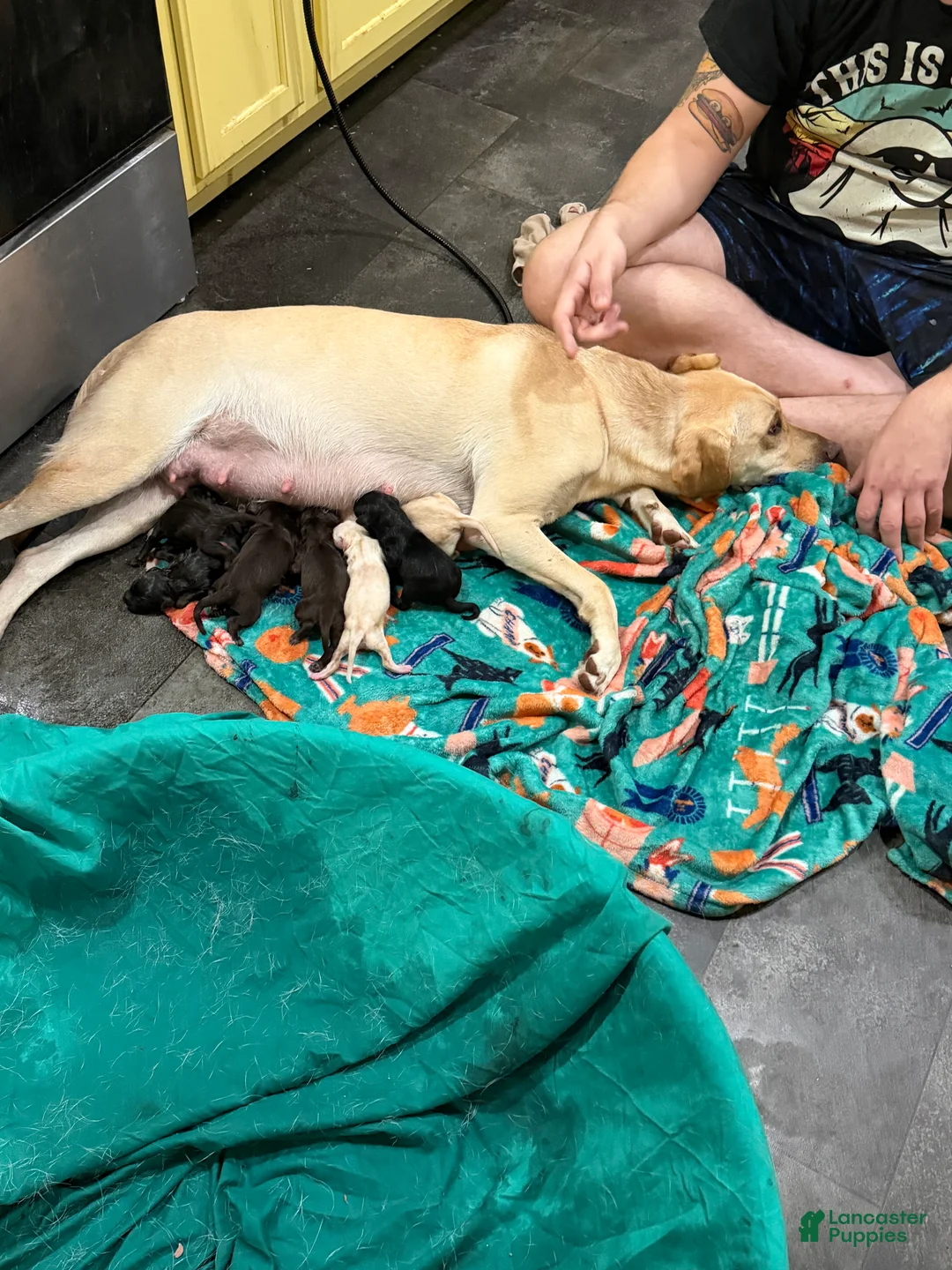 Mixed Breed dogs for sale: Mixed Breed Mother  - Ad 1