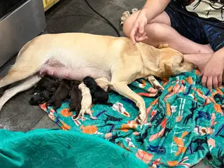 Mixed Breed dogs Mixed Breed Mother - Ad 39