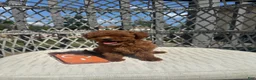 Toy Poodle dogs for sale: Teacup poodle Chinese bloodline  - Ad 3