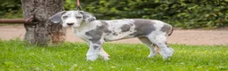 Great Dane dogs for sale: Skye - Ad 4