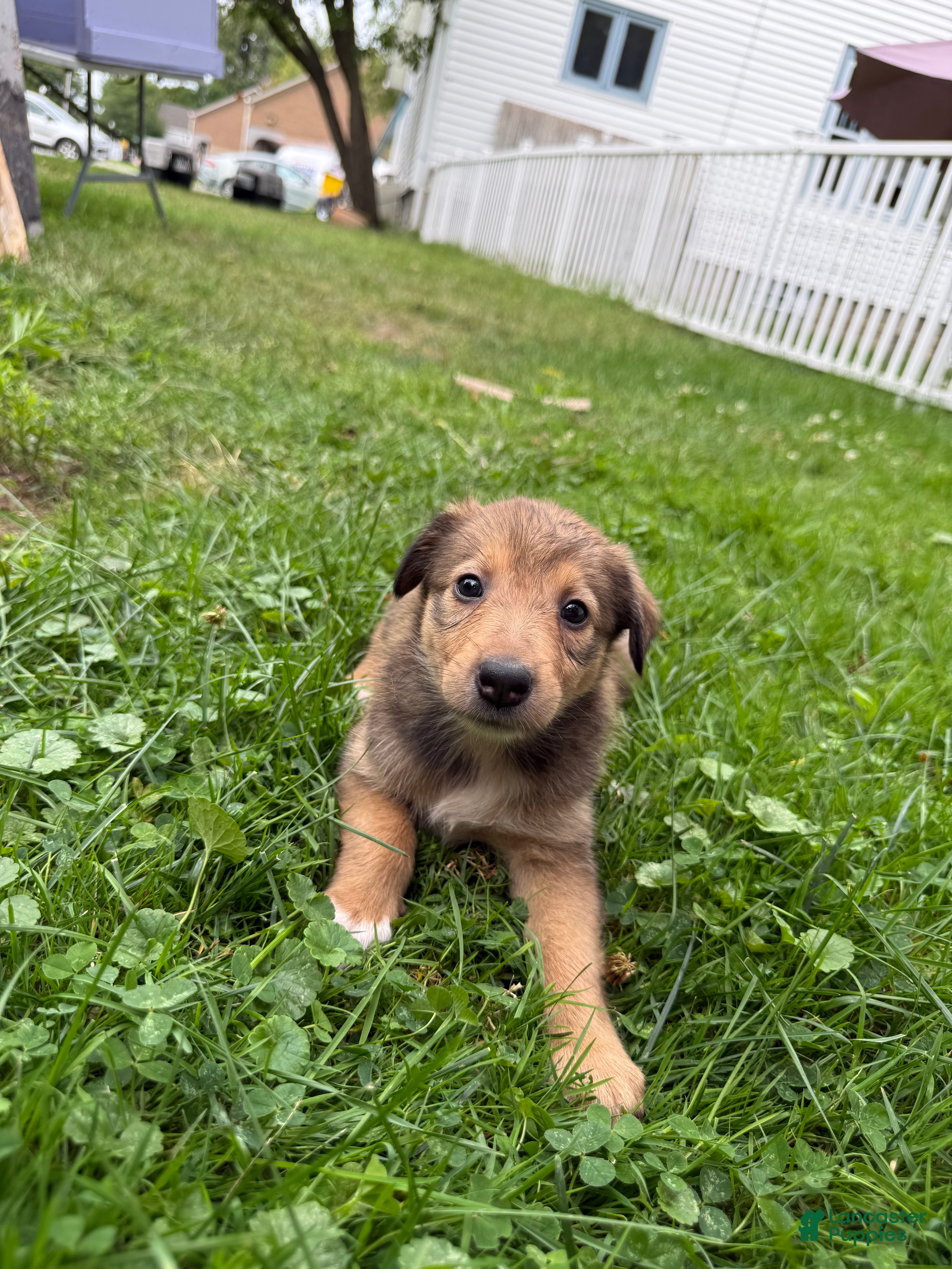 Mixed Breed dogs Miley - Ad 2