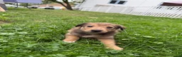 Mixed Breed dogs for sale: Miley - Ad 2