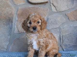 Cavapoo dogs - Ad 11