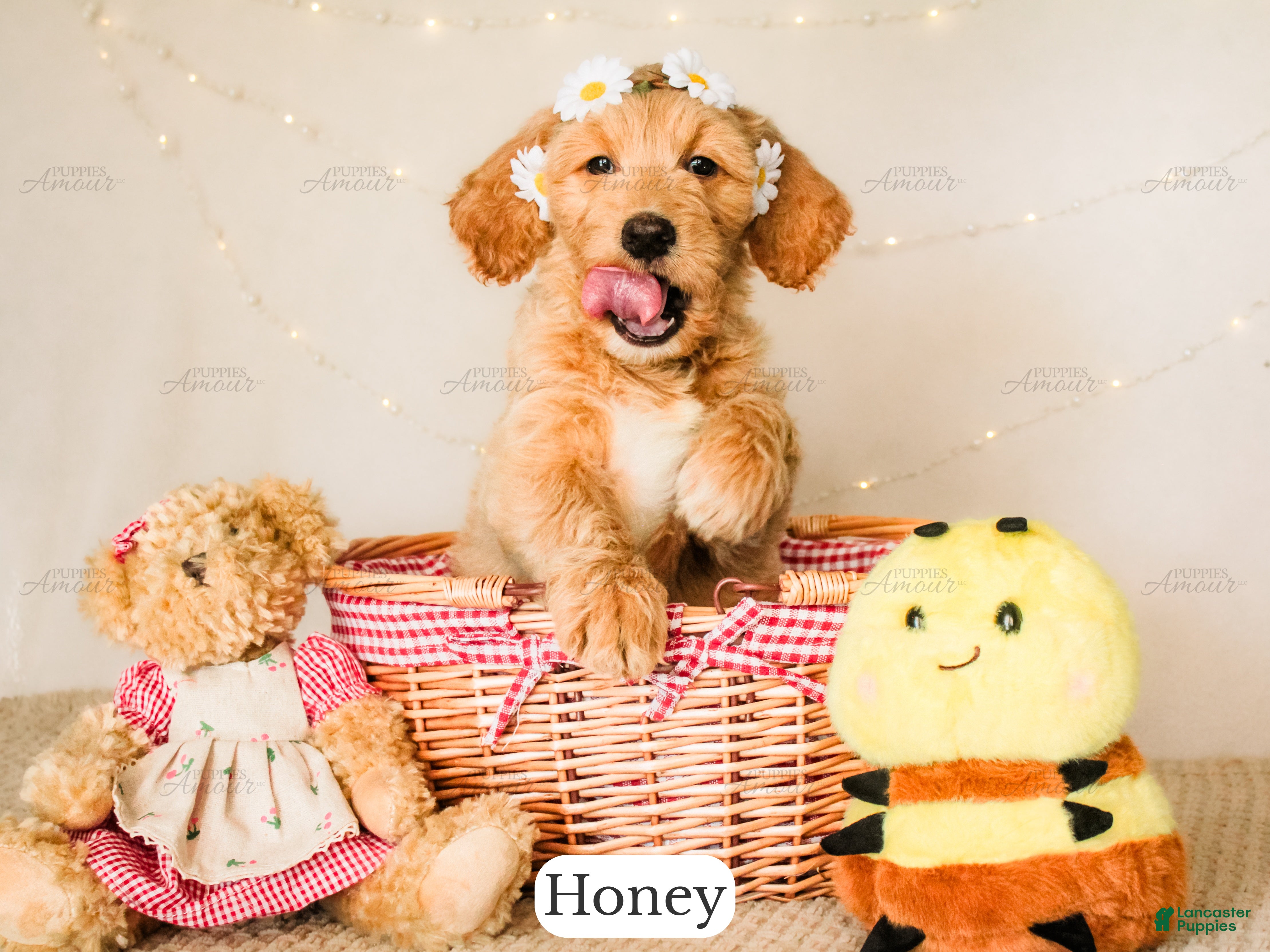 Goldendoodle dogs Honey - Ad 1