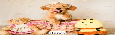 Honey