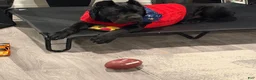 Cane Corso dogs for sale: Cane Corso 1 - Ad 5