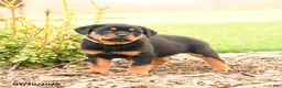 Rottweiler dogs for sale: Harvey - Ad 5
