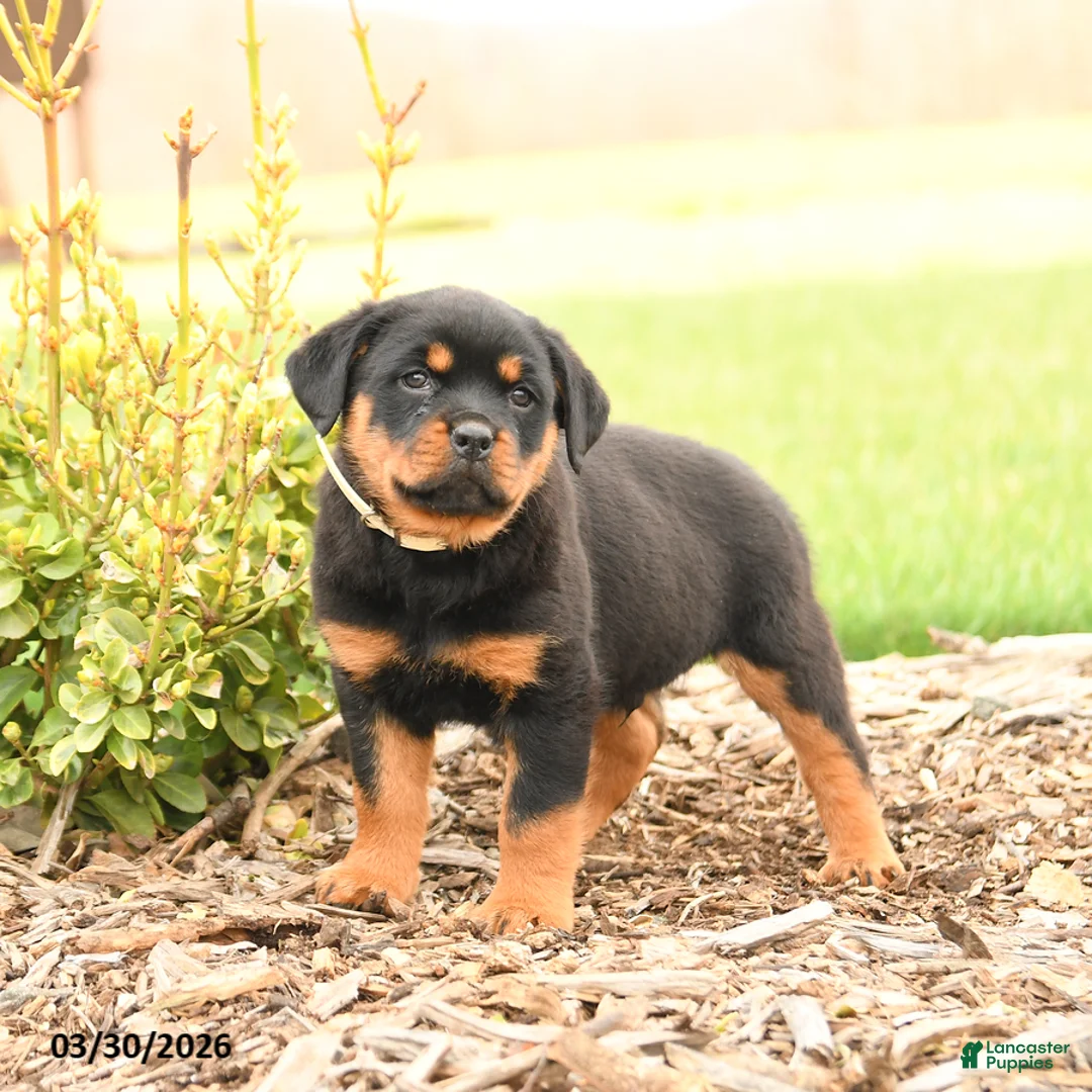 Rottweiler dogs for sale: Harvey - Ad 5