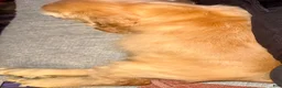Cocker Spaniel dogs for sale: Captain - Ad 5