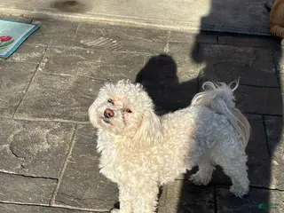 Toy Poodle dogs Toy Poodle Stud - Ad 2