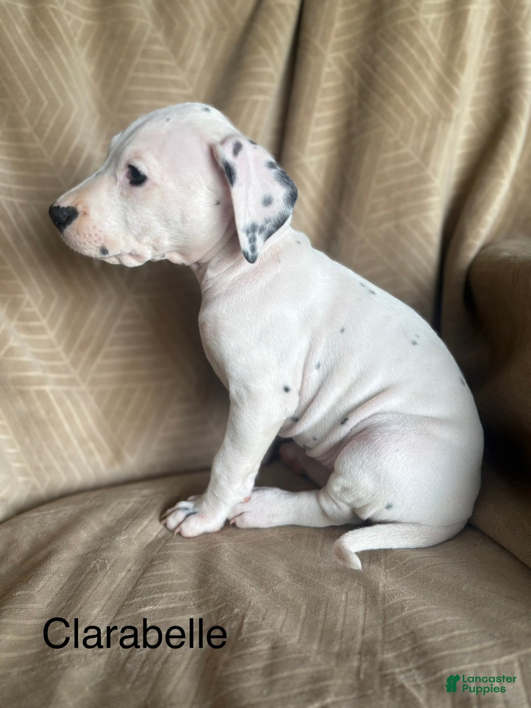 Mixed Breed dogs for sale: Samuel - Ad 18