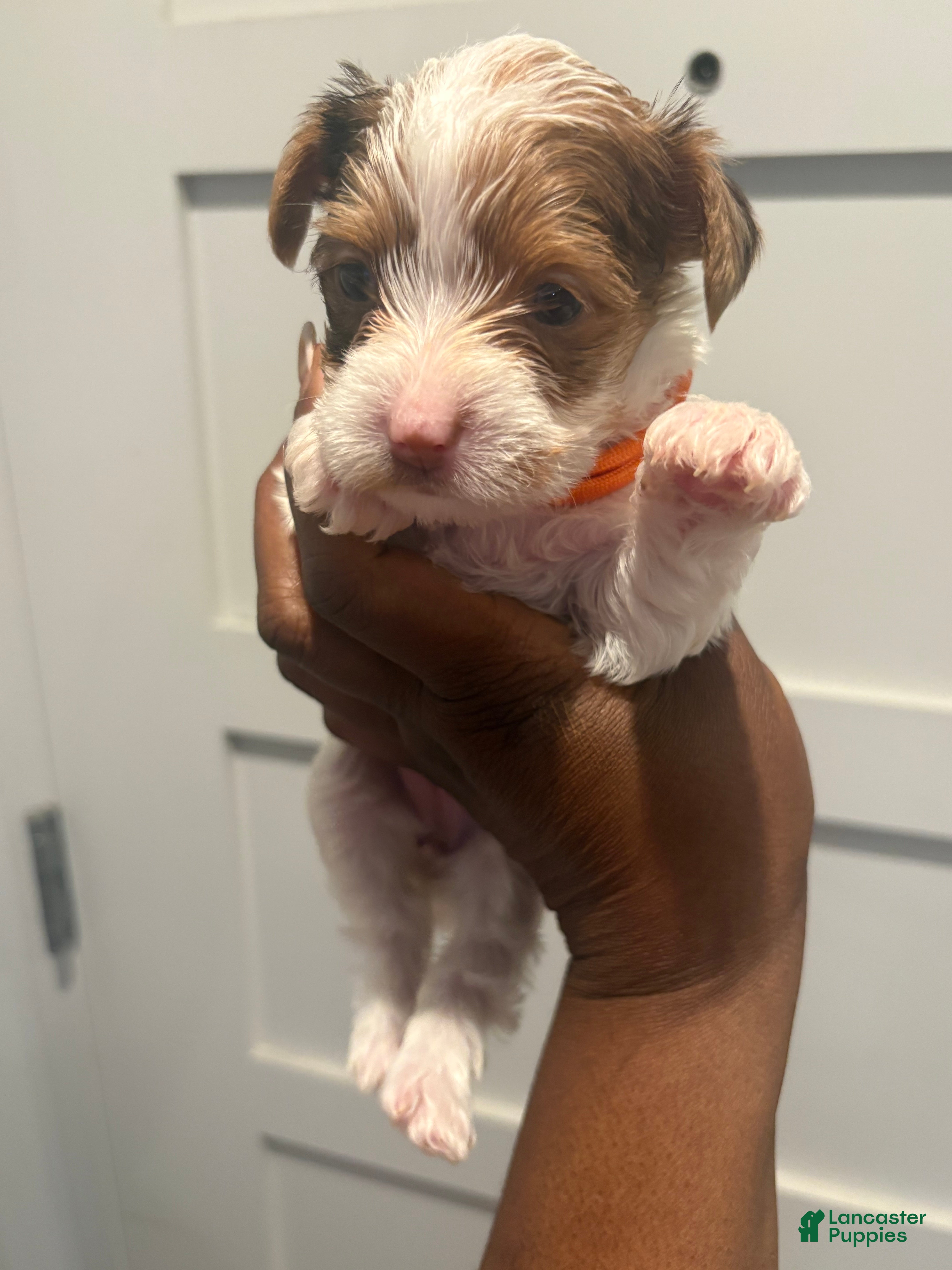 Yorkshire Terrier dogs for sale: Apple baby - Ad 2