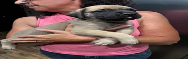 English Mastiff 1