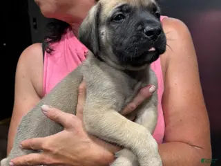 English Mastiff dogs English Mastiff 1 - Ad 10