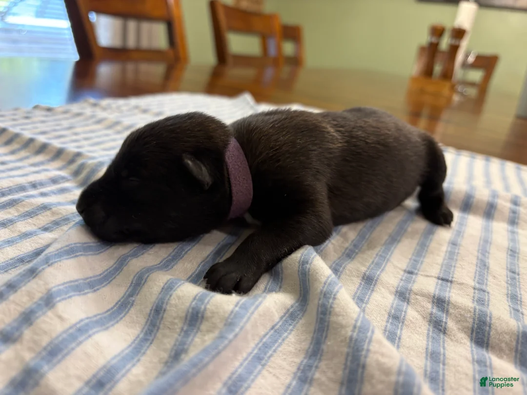 Belgian Malinois dogs for sale: Belgian Malinois 10 - Ad 2