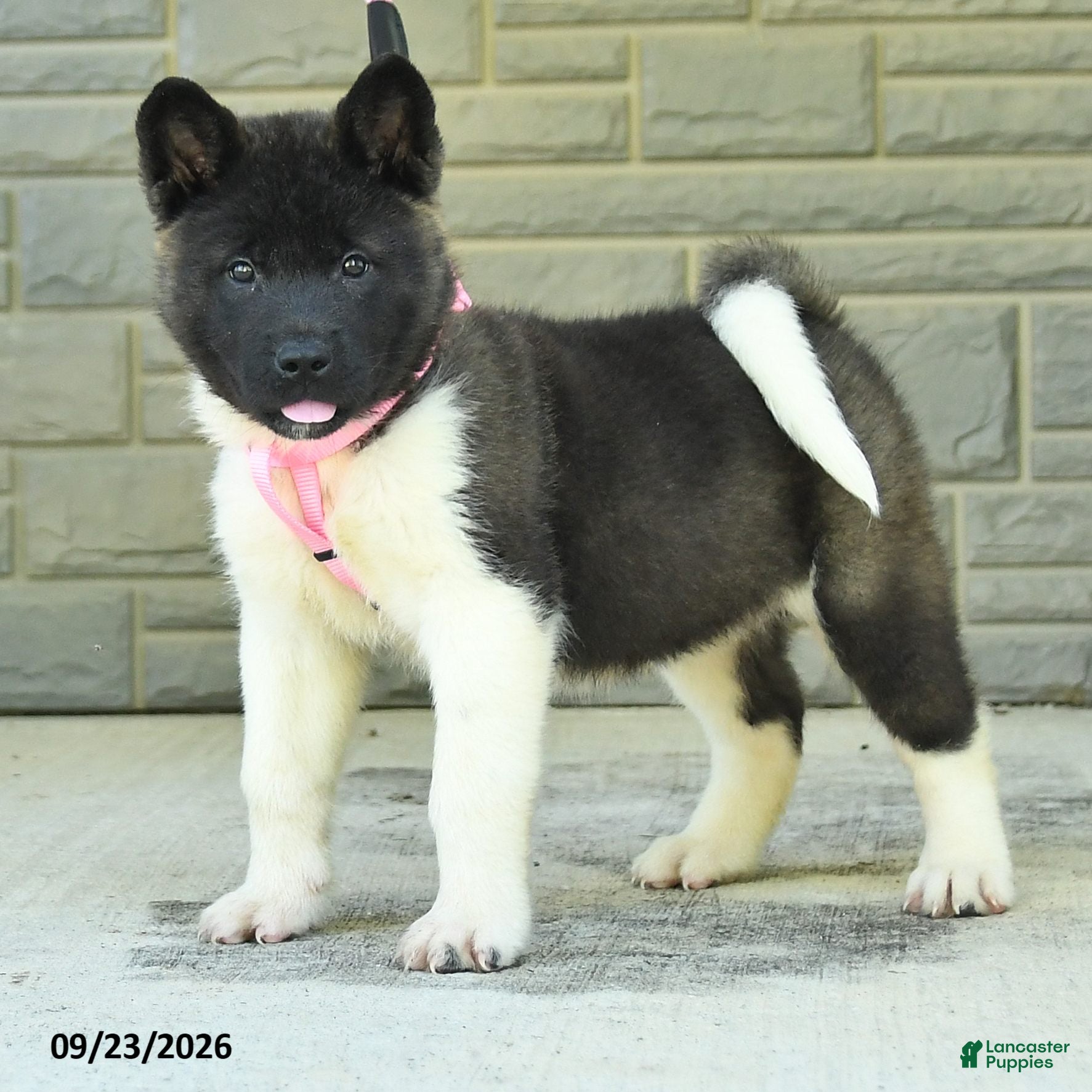 Akita dogs Nessie - Ad 1