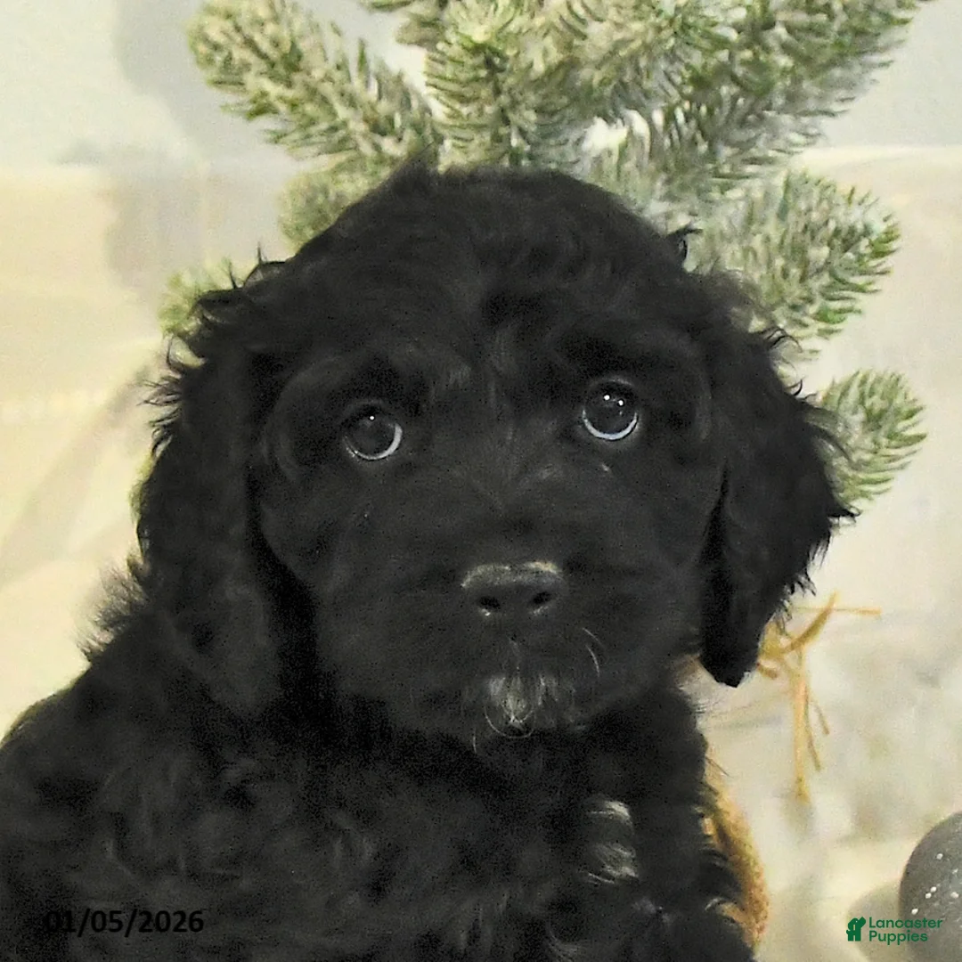Cockapoo dogs for sale: Bubba - Ad 12