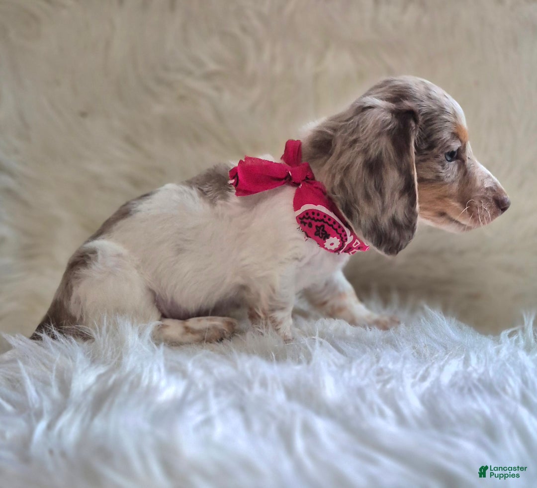 Miniature Dachshund dogs for sale: Benson - Ad 6