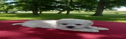 Teddy Bear dogs for sale: Dolly - Ad 6