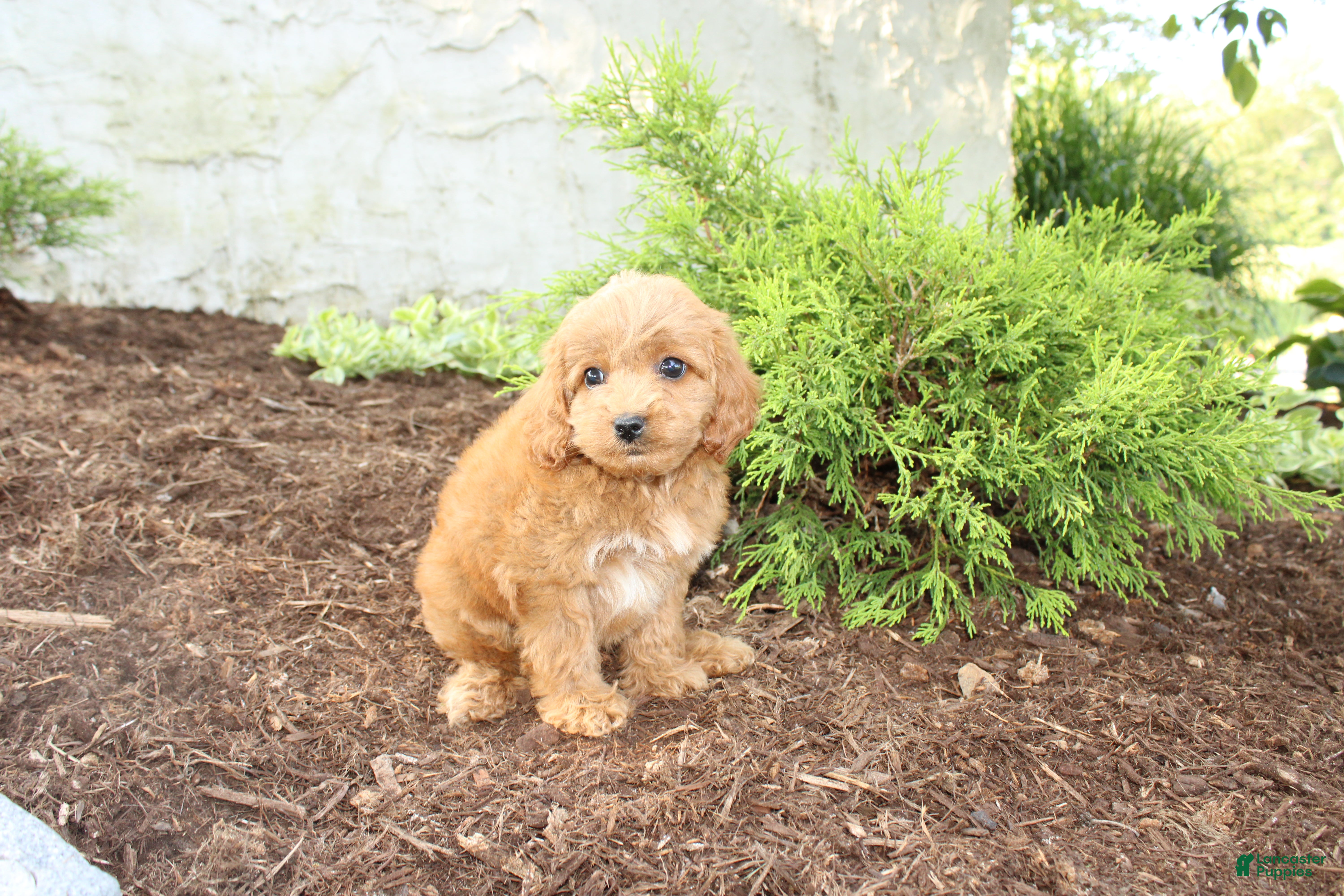 Cavapoo dogs Acorn - Ad 2