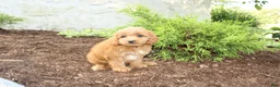 Cavapoo dogs for sale: Acorn - Ad 2