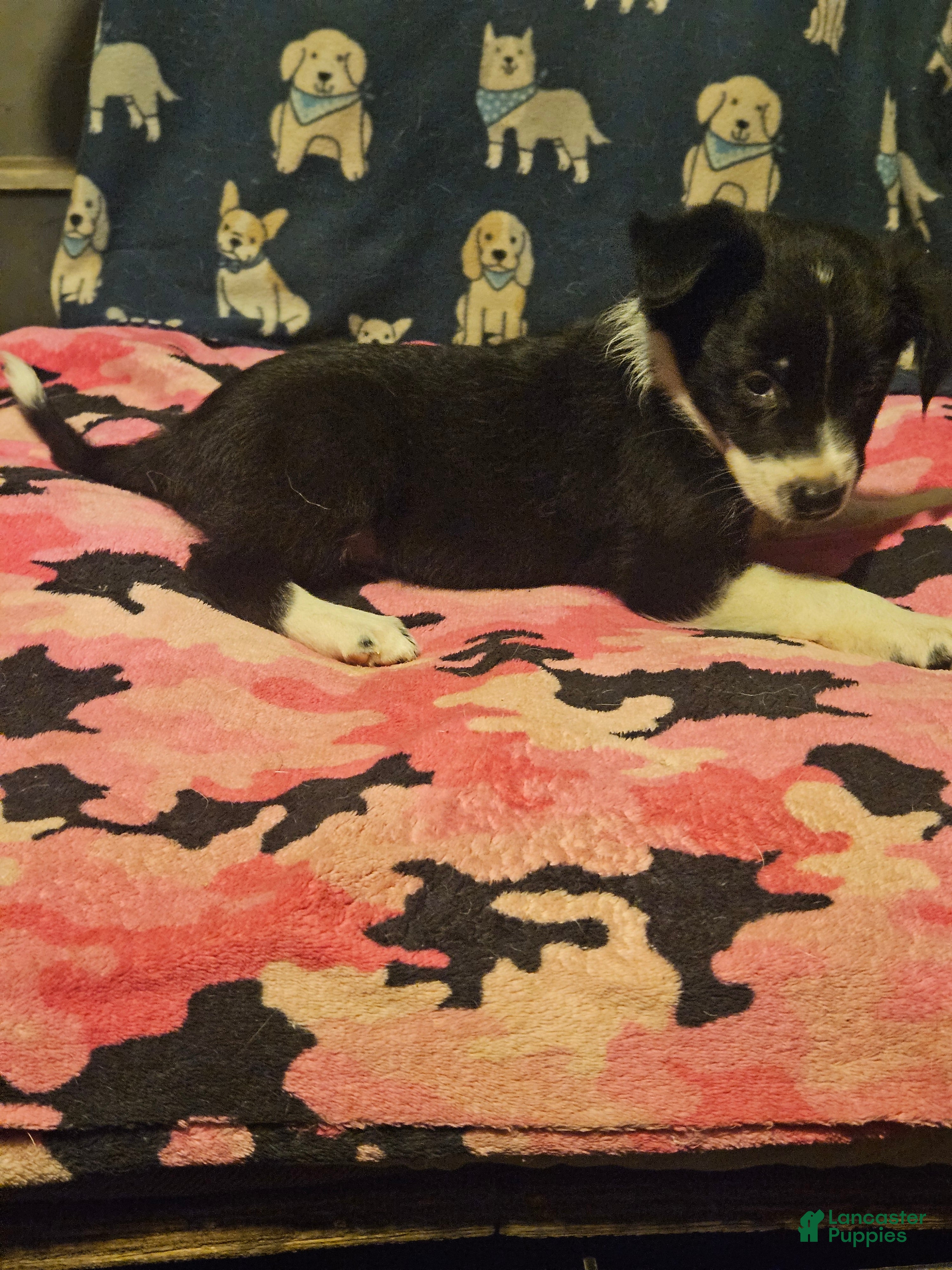 Chihuahua dogs Misty (Call-Text) - Ad 39