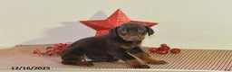 Doberman Pinscher dogs for sale: Sparkle - Ad 3
