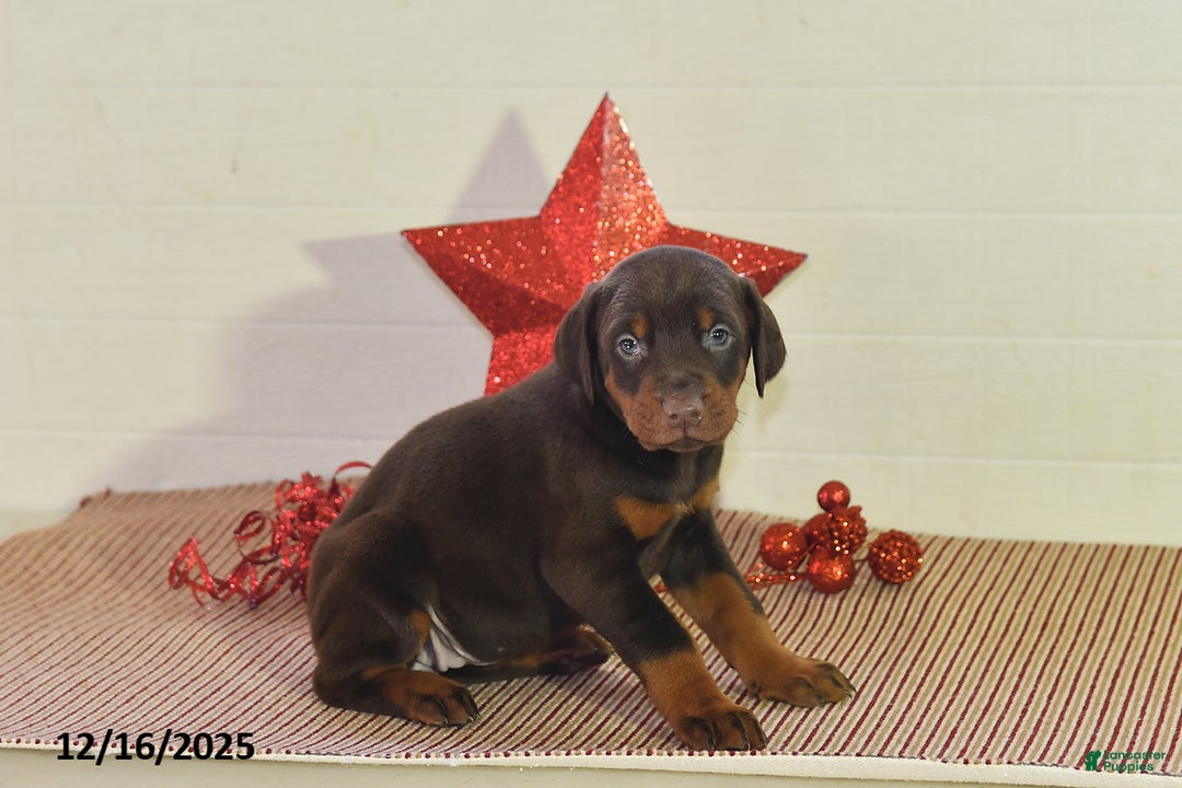 Doberman Pinscher dogs for sale: Sparkle - Ad 3