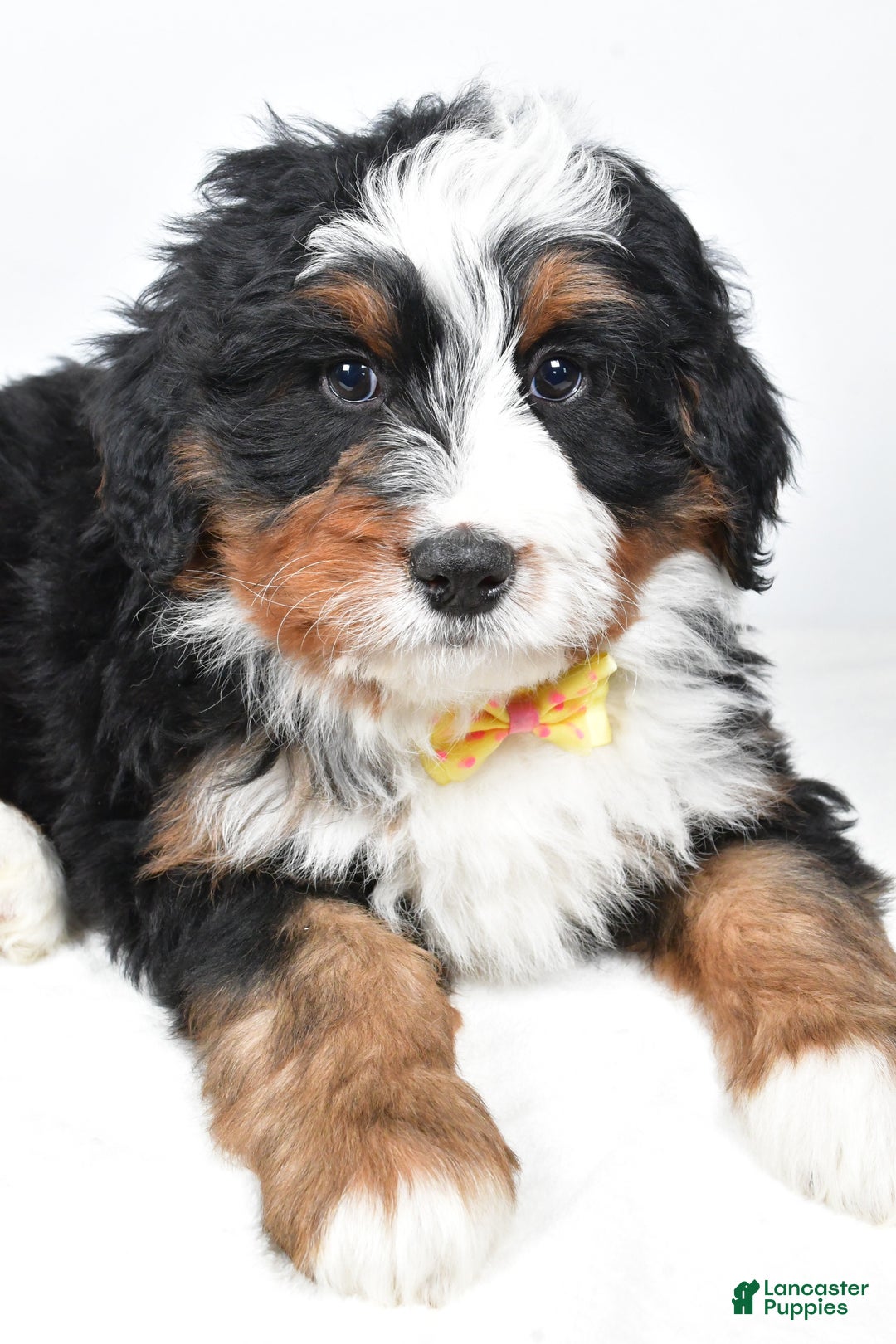 Mini Bernedoodle dogs for sale: Ashton - Ad 4