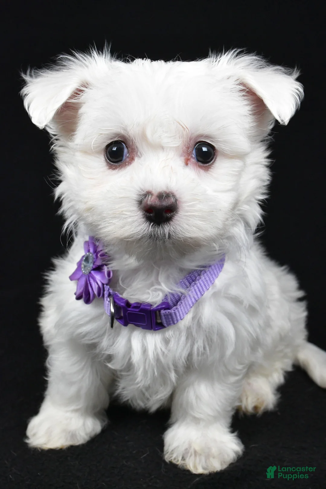 Maltese dogs for sale: Minty - Ad 8