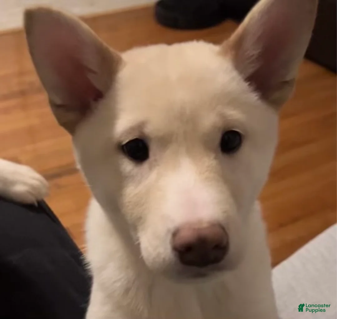 Shiba Inu dogs for sale: Shiba Inu Puppy 2 - Ad 2