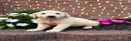 Golden Retriever dogs for sale: Georgia - Ad 8