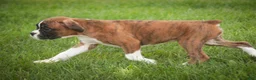 Boxer dogs for sale: Brody - Ad 4