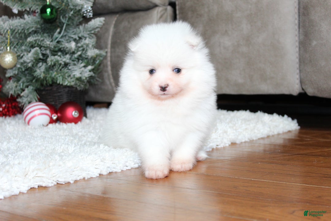 Pomeranian dogs for sale: Emerson - Ad 9