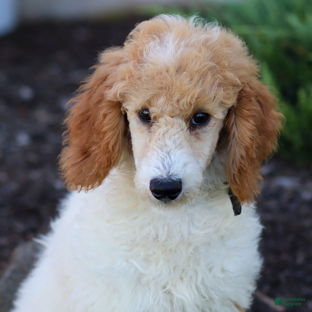 Standard Poodle dogs for sale: Ronnie - Ad 21