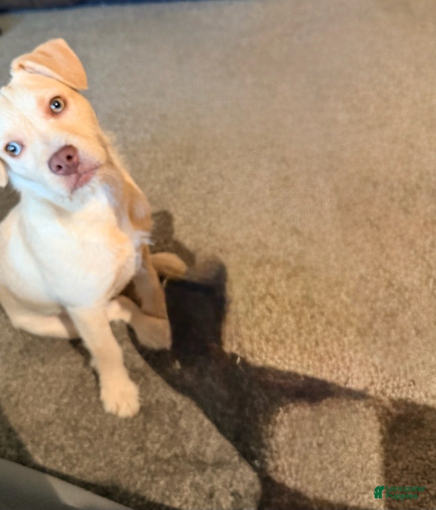 Mixed Breed dogs for sale: Winter - Ad 2