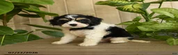 Cavachon dogs for sale: Mia  - Ad 3