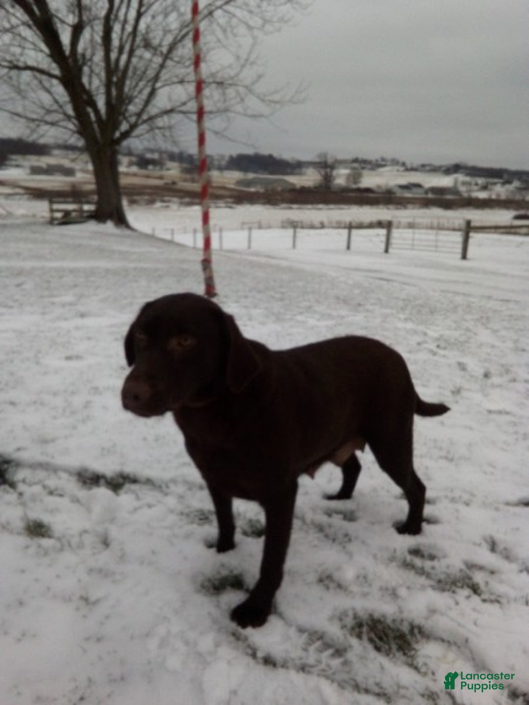 Labrador Retriever dogs for sale: Jax - Ad 10