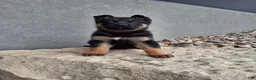 German Shepherd dogs for sale: Nikki - Ad 2