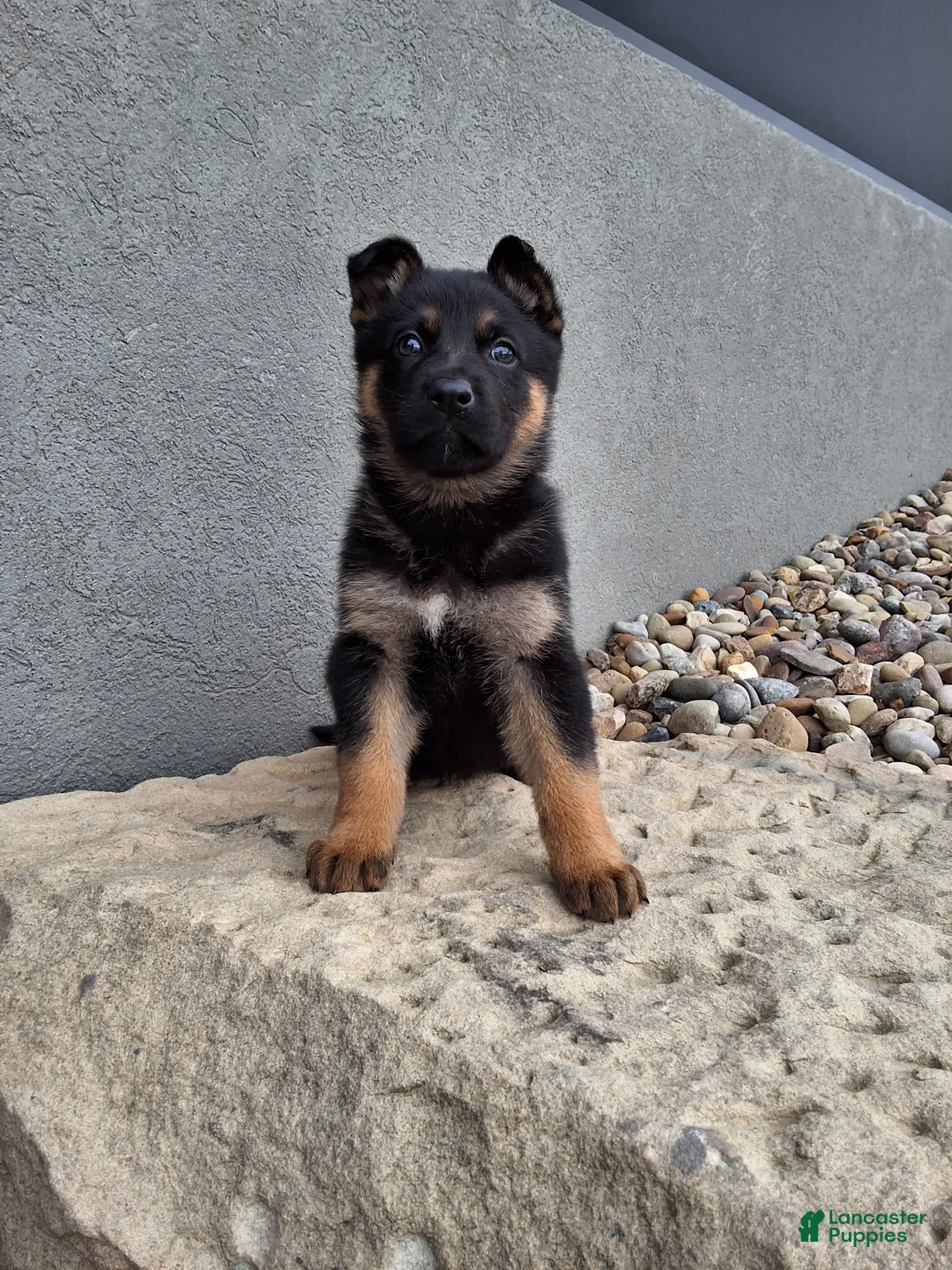 German Shepherd dogs for sale: Nikki - Ad 2
