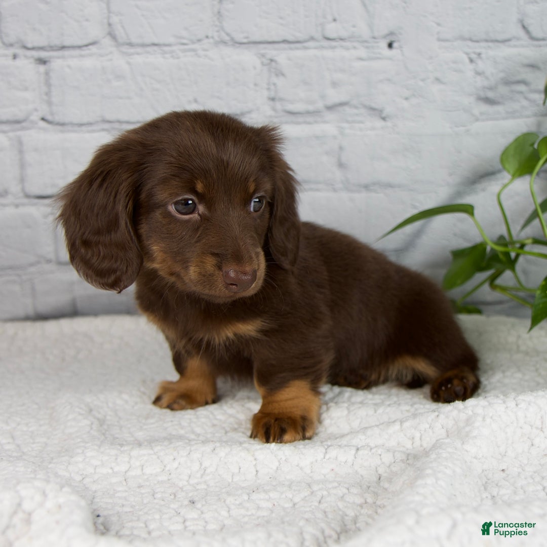 Miniature Dachshund dogs for sale: Denise - Ad 4
