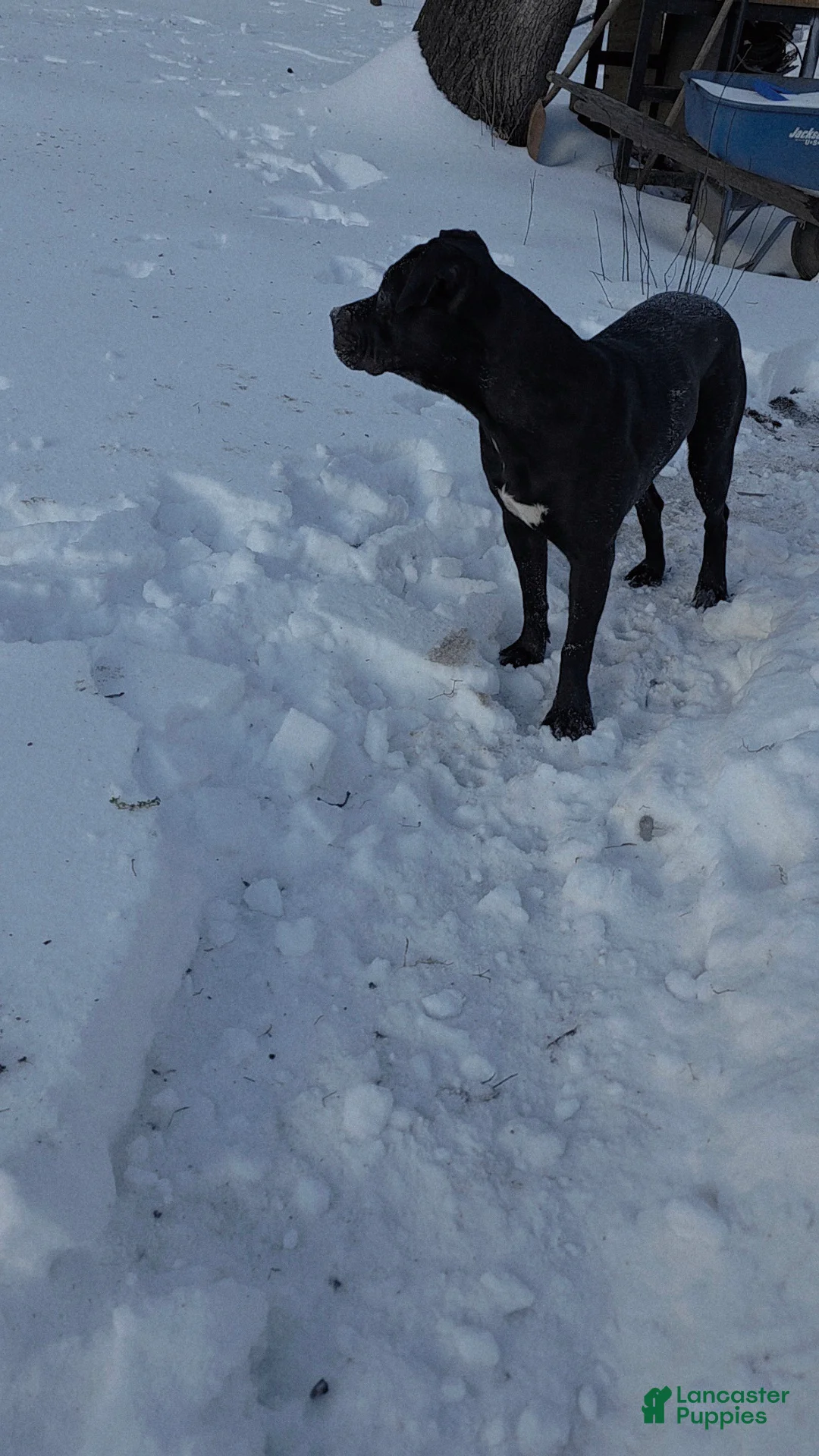 Mixed Breed dogs for sale: Wall•E - Ad 8