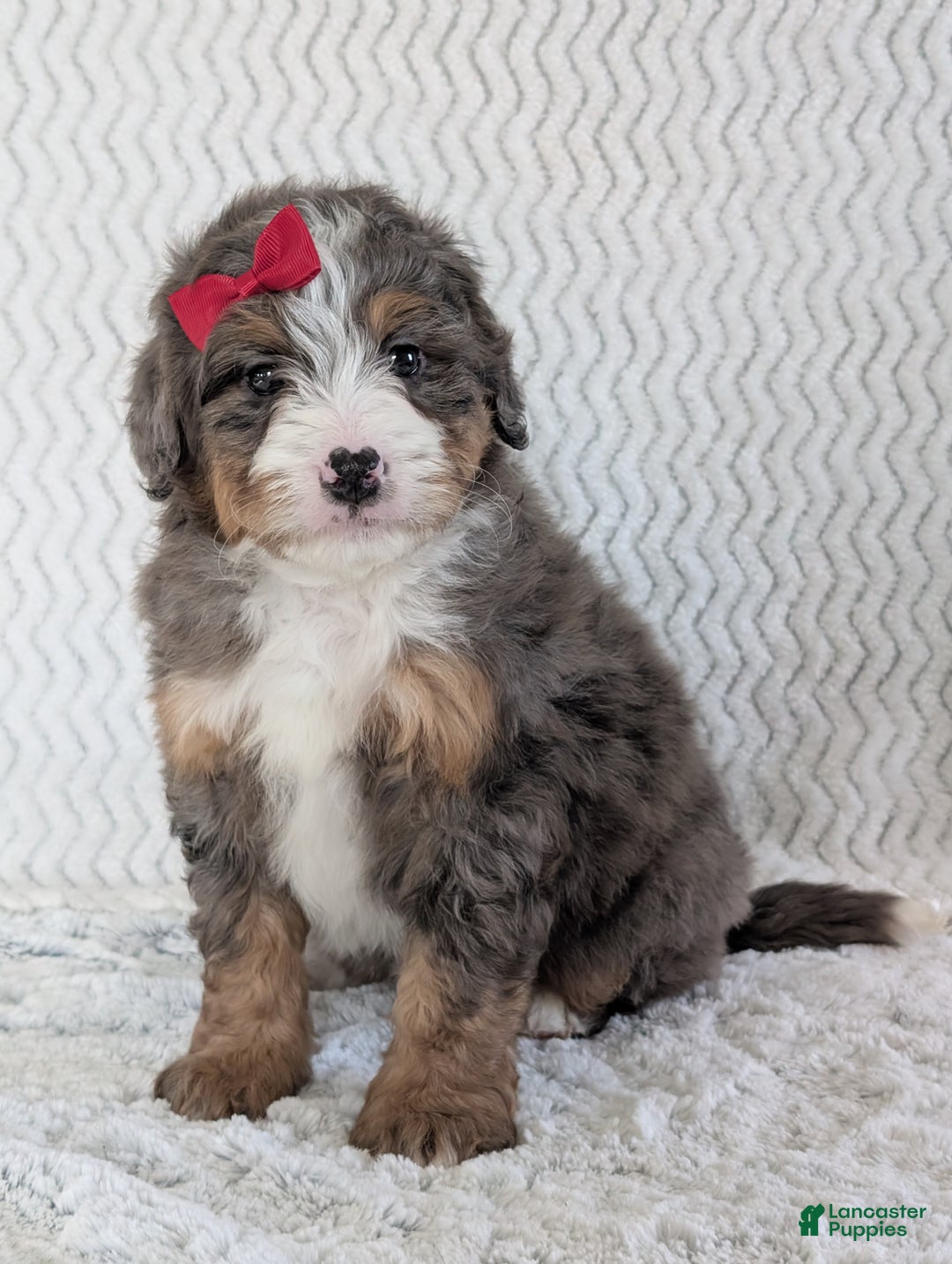 Mini Bernedoodle dogs for sale: Mini Wyatt  - Ad 4
