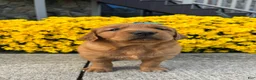 Golden Retriever dogs for sale: Rowdy - Ad 5