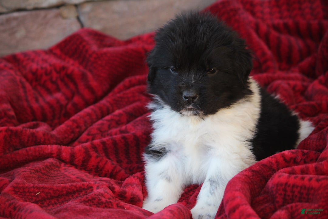 Newfoundland dogs for sale: Pippa - Ad 2