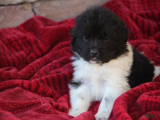 Newfoundland dogs Pippa - Ad 18