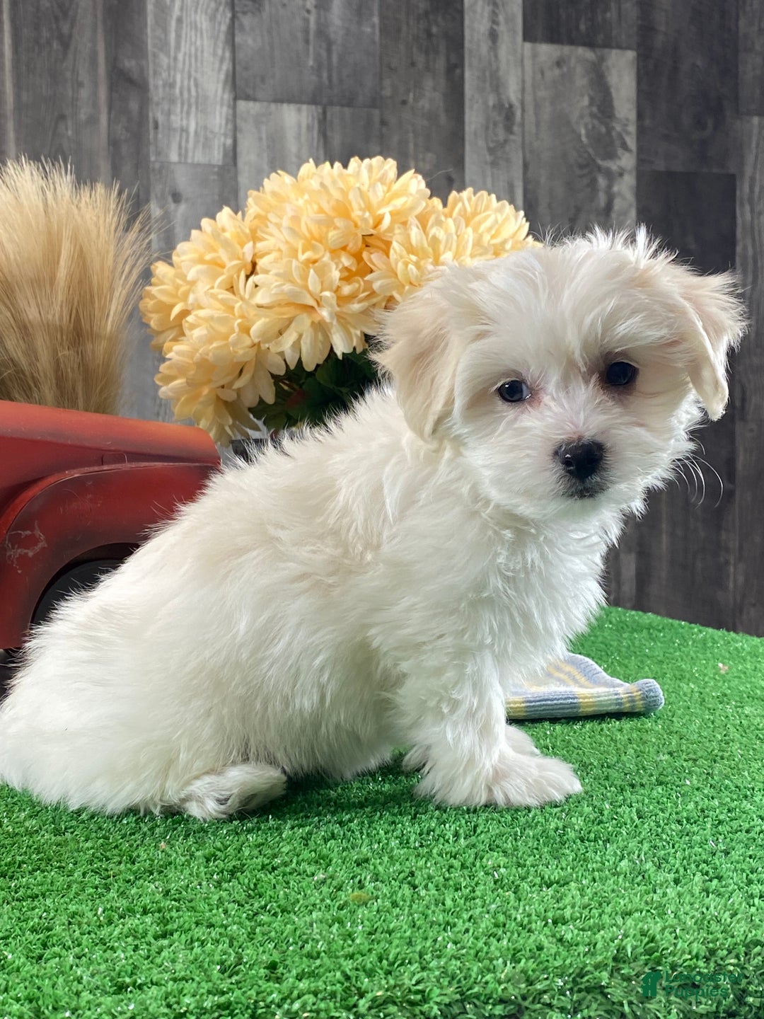 Mixed Breed dogs for sale: Aurora  - Ad 4