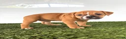 Olde English Bulldogge dogs for sale: Nicole - Ad 4