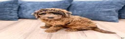Mixed Breed dogs for sale: Nikki - Ad 5