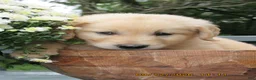 Golden Retriever dogs for sale: Golden Retriever 4 Jingle - Ad 2
